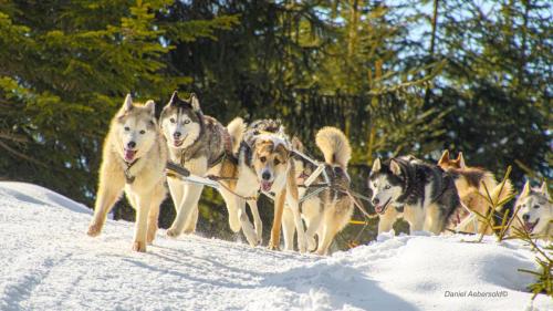 Chiens de traineaux 