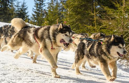 Chiens de traineaux