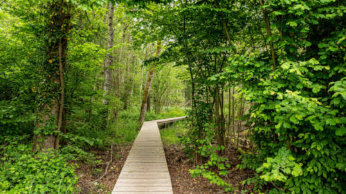 Va ou ce chemin te mènera 