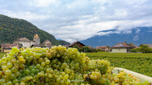 Château d'Aigle