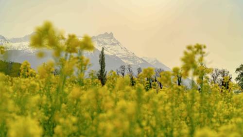 Lumière jaune entre ciel et fleursSable du Sahara