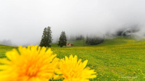 Prafandaz (Leysin)