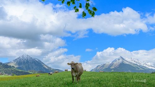 Région de Leysin