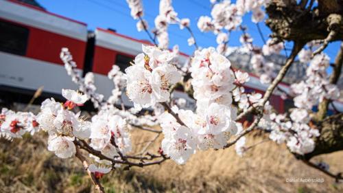 Fleurs d'abricotiersmars 2025