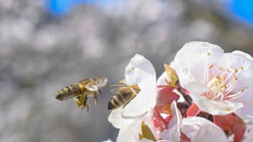 Bientôt le printemps 