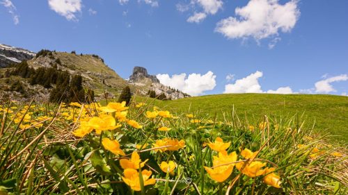 Région de Leysin