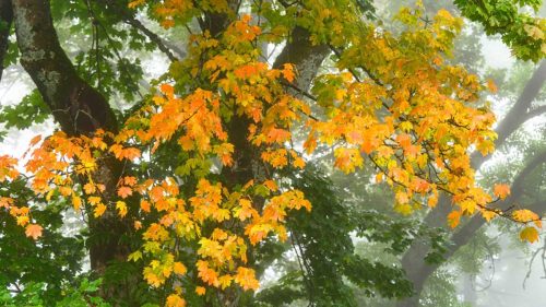 Ambiance automnale Septembre 2025