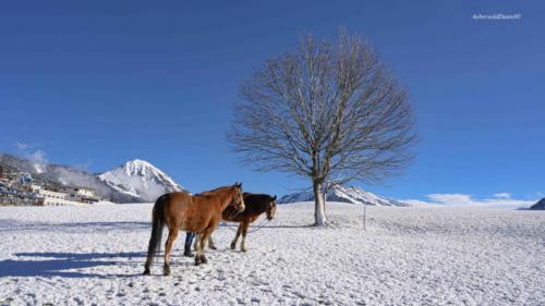 Le manège Leysin